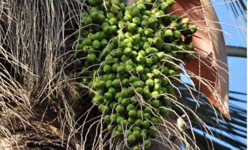 La palma chilena: un árbol antiguo del paisaje y la memoria de Chile central