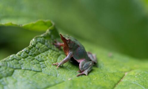 La ranita de Darwin: un pequeño tesoro de los bosques de Chile