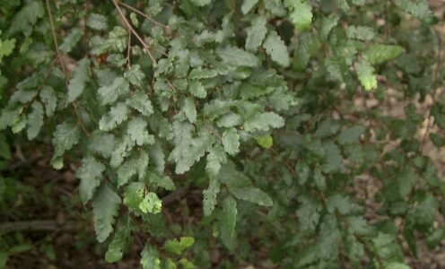 ESPACIO CULTURAL | Los robles de Chile, un patrimonio casi desconocido de nuestra tierra